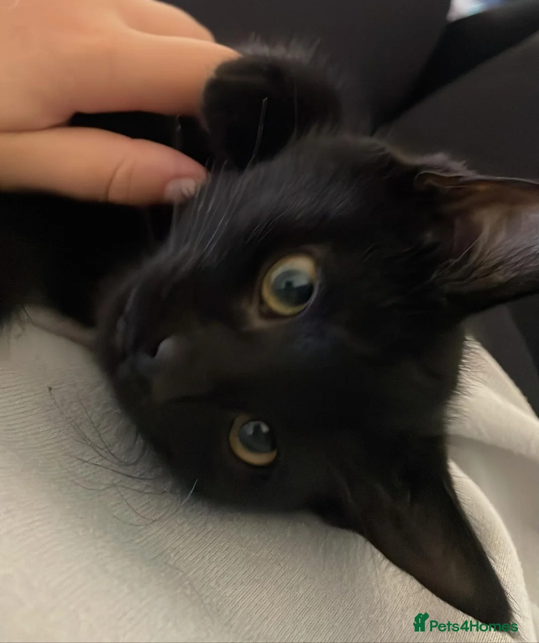 Mixed Breed cats for sale: Pair of kittens  - Advert 2