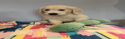 Golden Retriever dogs for sale: Beautiful golden retriever pups ready now  - Advert 12