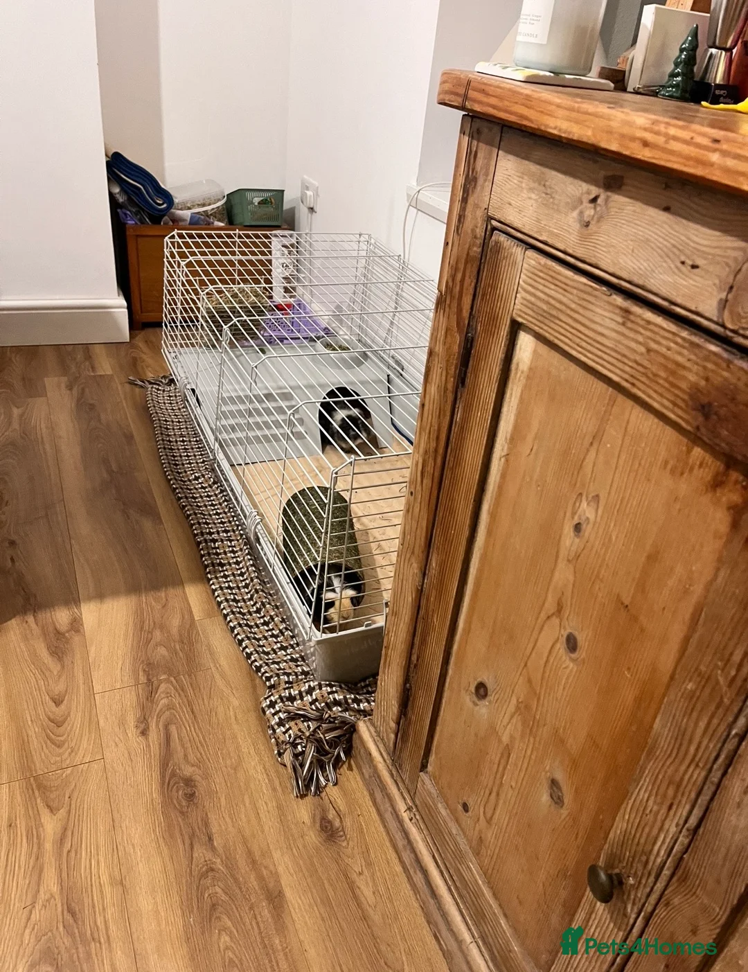 Guinea Pig rodents for sale: Two lovely female guinea pigs  in Ilfracombe - Advert 4