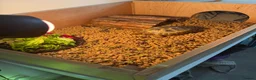 Tortoise reptiles for sale: Horsefield tortoise with full setup and food.  in Manchester - Advert 1