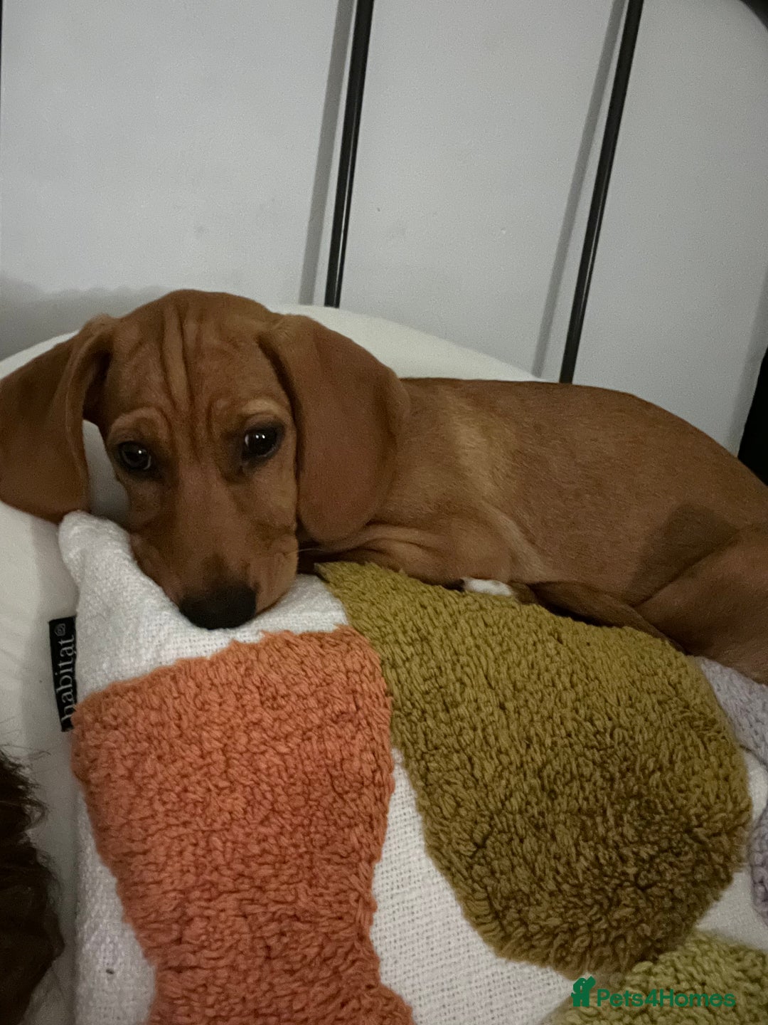 Mixed Breed dogs for sale: Hungarian Vizsla Mix - Image 2