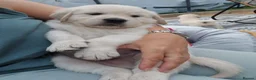 Golden Retriever dogs for sale: Stunning Cream KC registered Golden Retrievers  - Advert 1
