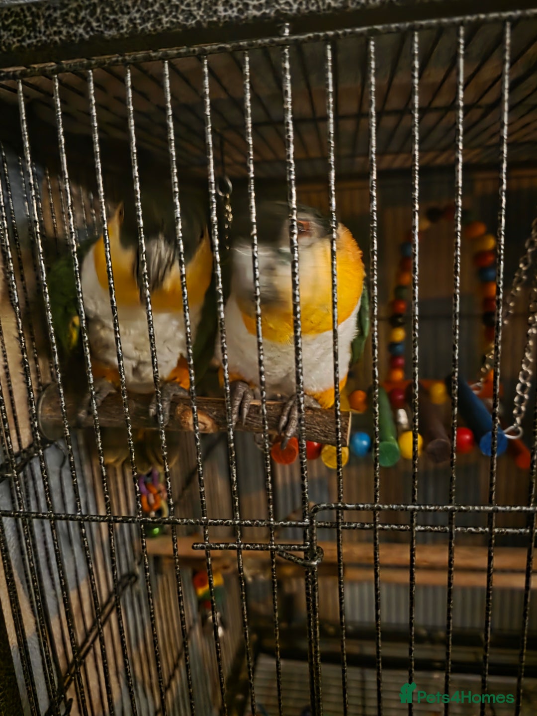 Parrots birds for sale: Pair of caiques - Advert 10