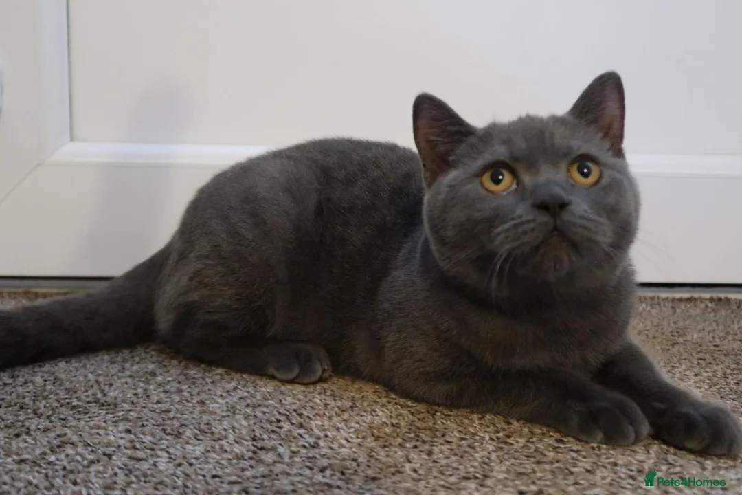 British Shorthair cats for sale: 🎀 5 Month old female 🎀 in Cullompton - Advert 2