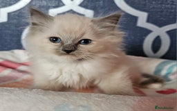 Ragdoll cats for sale: 🏆 CHAMPION FATHER 🏆GCCF REGISTERED KITTENS  - Image 23