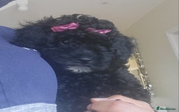 Cockapoo dogs for sale: Last girl Health checked and ready to go  - Image 1