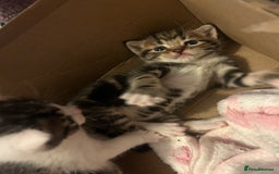 British Shorthair cats for sale: 5 beautiful kittens available from 18th December  - Advert 5