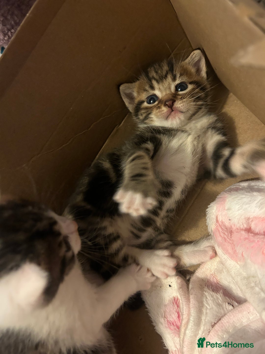 British Shorthair cats for sale: 5 beautiful kittens available from 18th December  - Advert 5