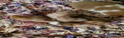 Hamster rodents for sale: Syrain hamster pups in Derby - Advert 9