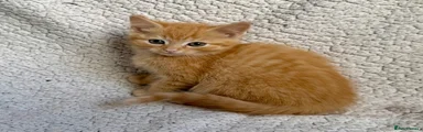Mixed Breed 1