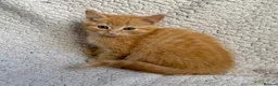 Mixed Breed cats for sale: SUPER CUTE PERFECT GINGER KITTENS  - Advert 6