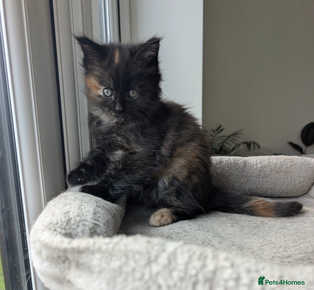 Mixed Breed cats for sale: 2 female kittens - half Maine coon.  - Advert 8