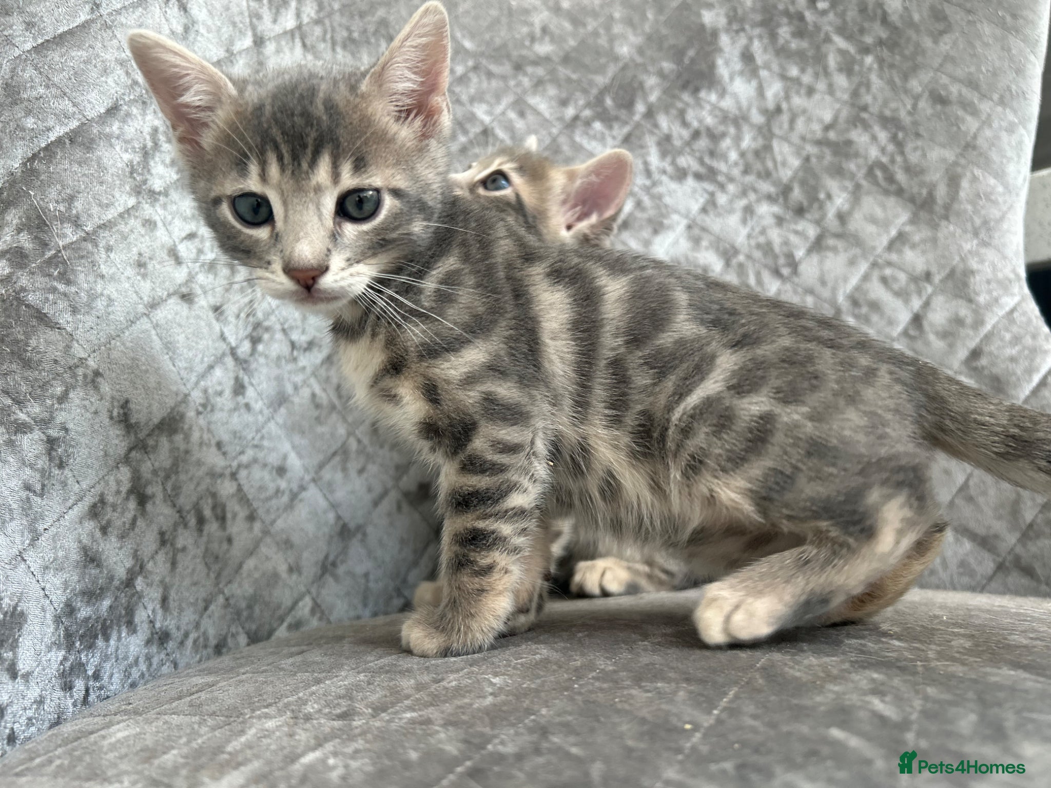 Bengal cats 💙 Beautiful Blue Bengal Female Kitten TICA Reg - Advert 2