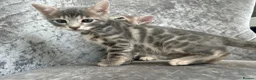 Bengal cats for sale: 💙 Beautiful Blue Bengal Female Kittens TICA Reg - Advert 10