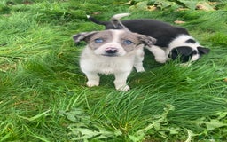 Border Collie dogs for sale: Playful pups - Image 6