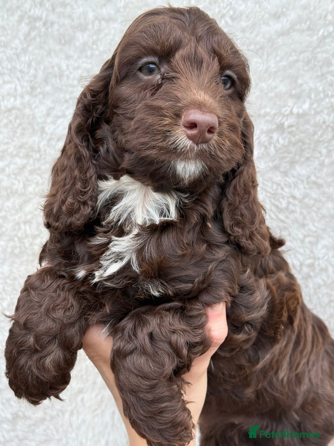 Cockapoo dogs for sale: Choc Merle and Choc Show F1 Cockapoo’s - Image 2