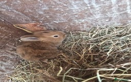 Rex rabbits for sale: 6 beautiful little rex x rabbits  - Image 2