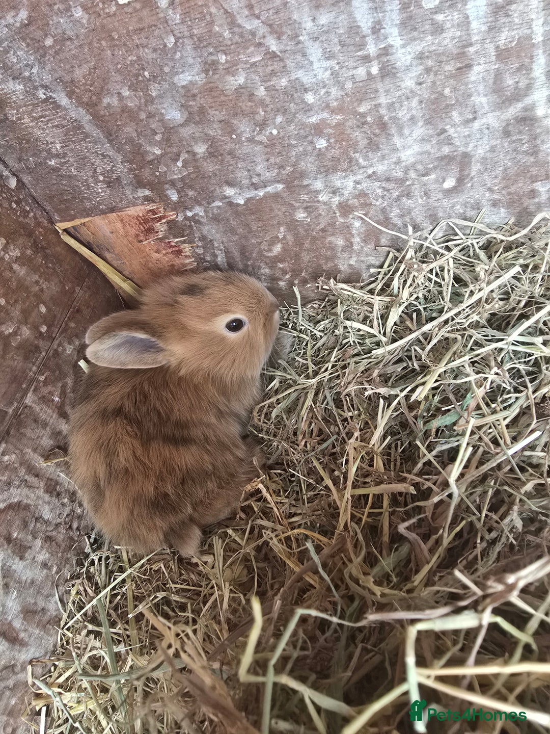 Rex rabbits for sale: 6 beautiful little rex x rabbits  - Image 2