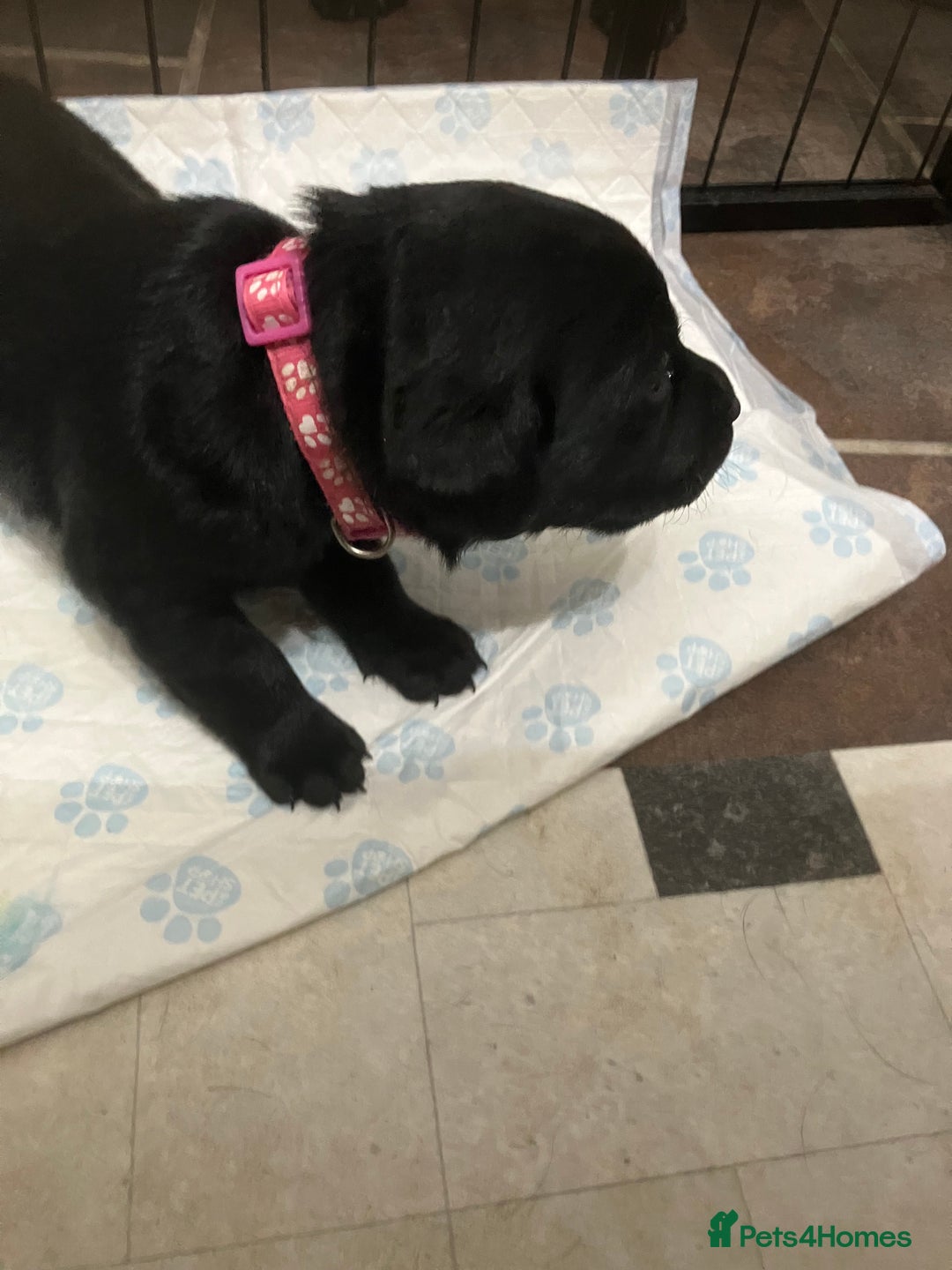 Labrador Retriever dogs for sale: Litter of 10 Beautiful black Puppies - Advert 14