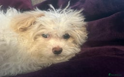 Chipoo dogs for sale: REDUCED F1 Chipoo Female Puppy - Image 6