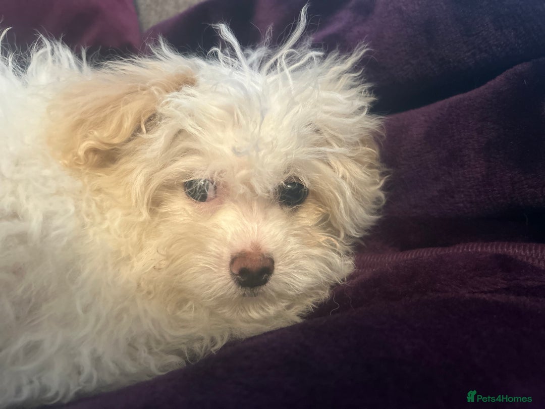 Chipoo dogs for sale: REDUCED F1 Chipoo Female Puppy - Image 6