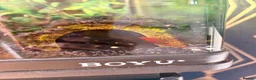 Sharks fish for sale: Full tank set up - Advert 3