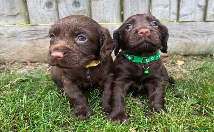 Cocker Spaniel dogs - Advert 2