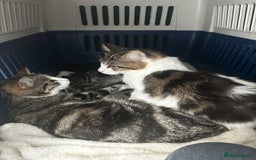 Mixed Breed cats for sale: Beautiful kittens available  - Image 7
