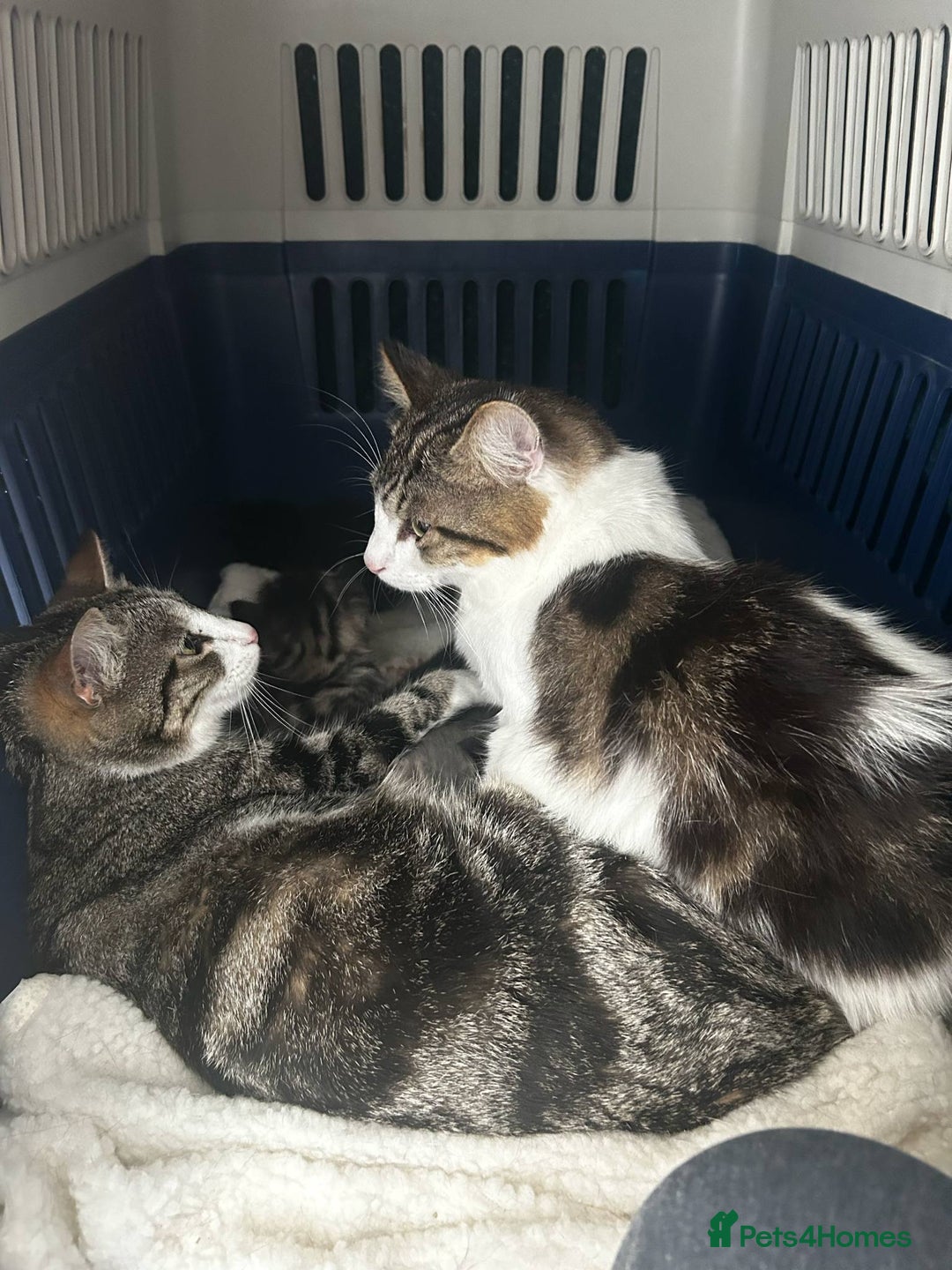 Mixed Breed cats for sale: Beautiful kittens available  - Image 7