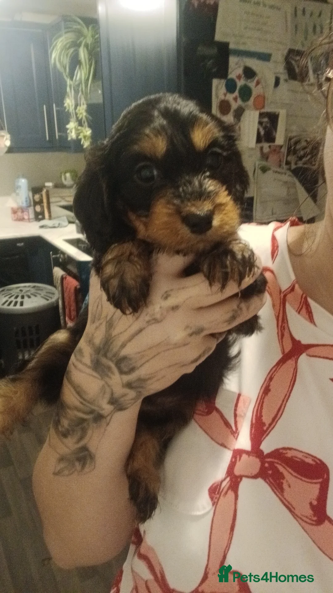 Cockapoo dogs for sale: Last 2 stunning babies left - Advert 4