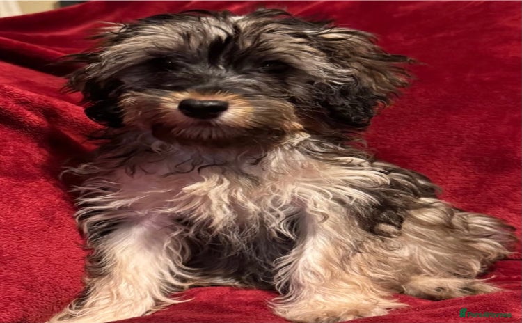 Cockapoo dogs - Advert 3