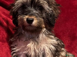 Cockapoo dogs for sale - Advert 1