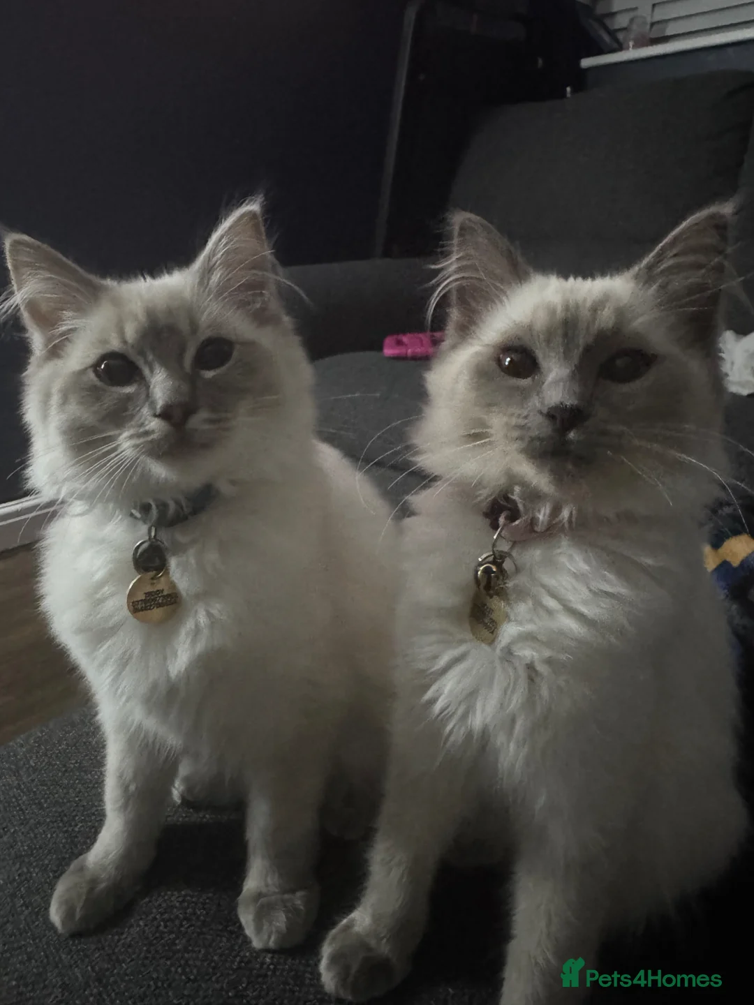 Ragdoll cats for sale: 2 x ragdoll kittens - to stay together only. in Hull - Advert 2