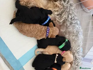 Cockapoo dogs 8 gorgeous f2 miniature cockapoo puppies - Advert 2