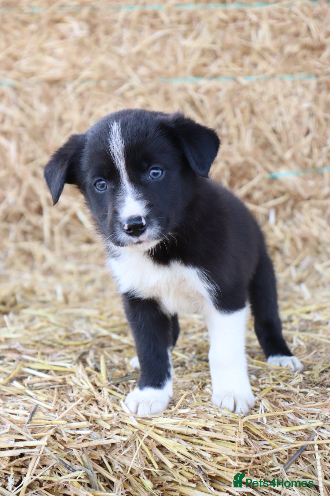 Border Collie dogs for sale: Beautiful Collie Puppies For sale - Image 10