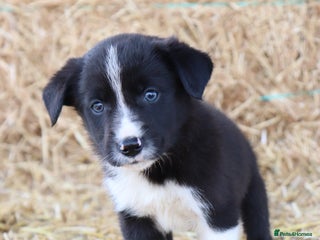 Border Collie dogs - Advert 1