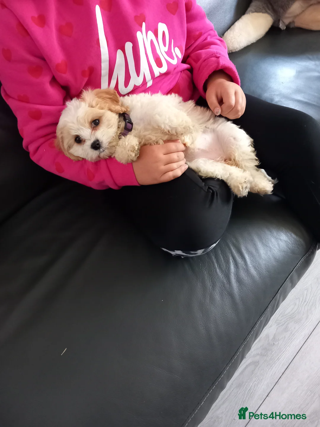 Gallery Image {{count}}