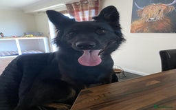 Mixed Breed dogs for sale: Pepper Cross - Image 1