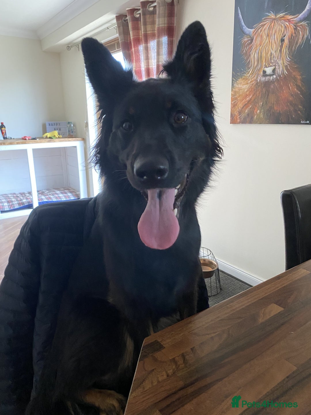 Mixed Breed dogs for sale: Pepper Cross - Image 1