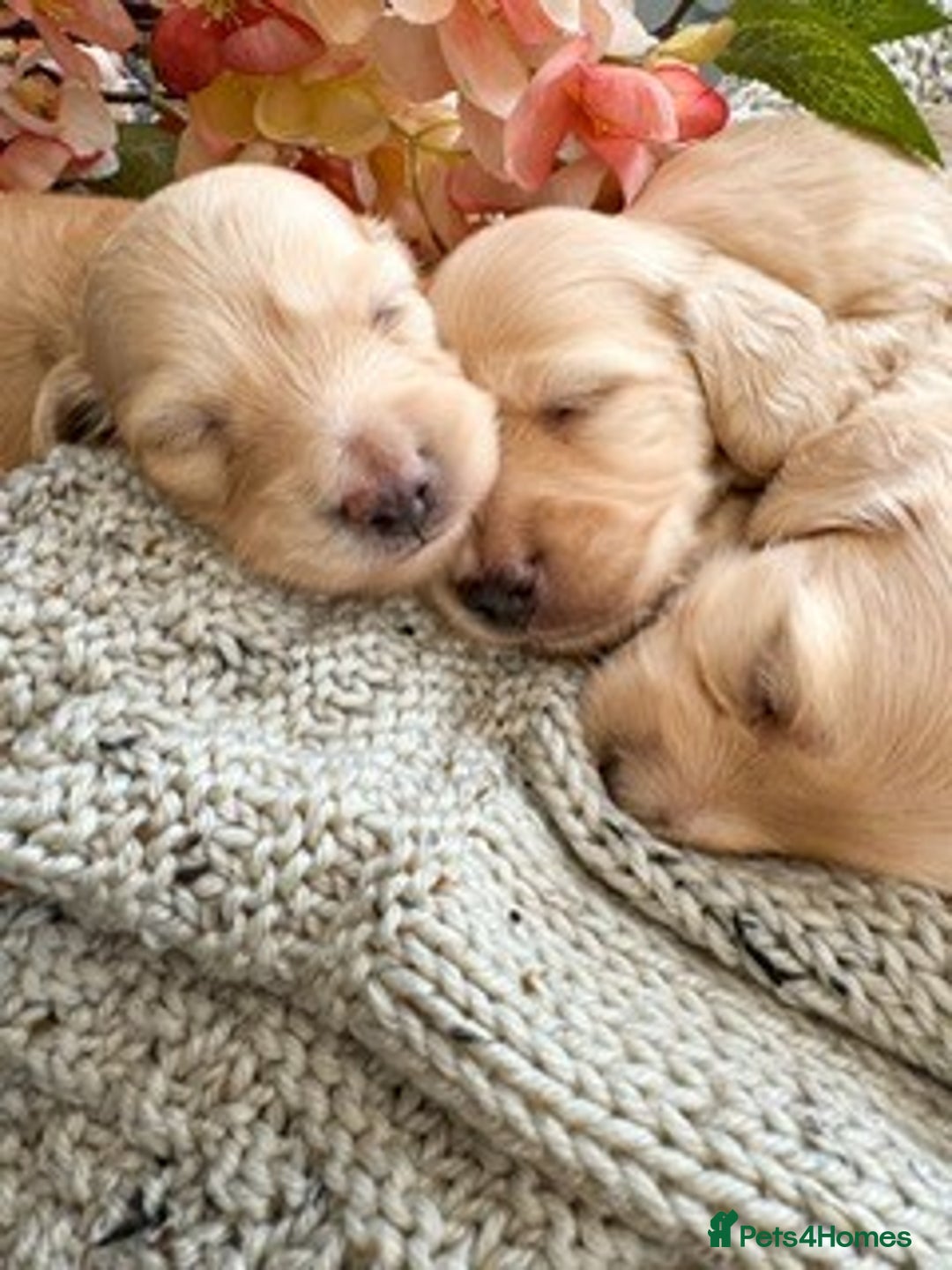 Miniature Dachshund dogs for sale: Litter of Rare English Cream Dachshunds - Advert 1