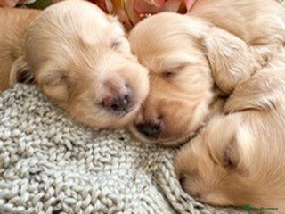 Miniature Dachshund dogs Litter of Rare English Cream Dachshunds - Advert 1