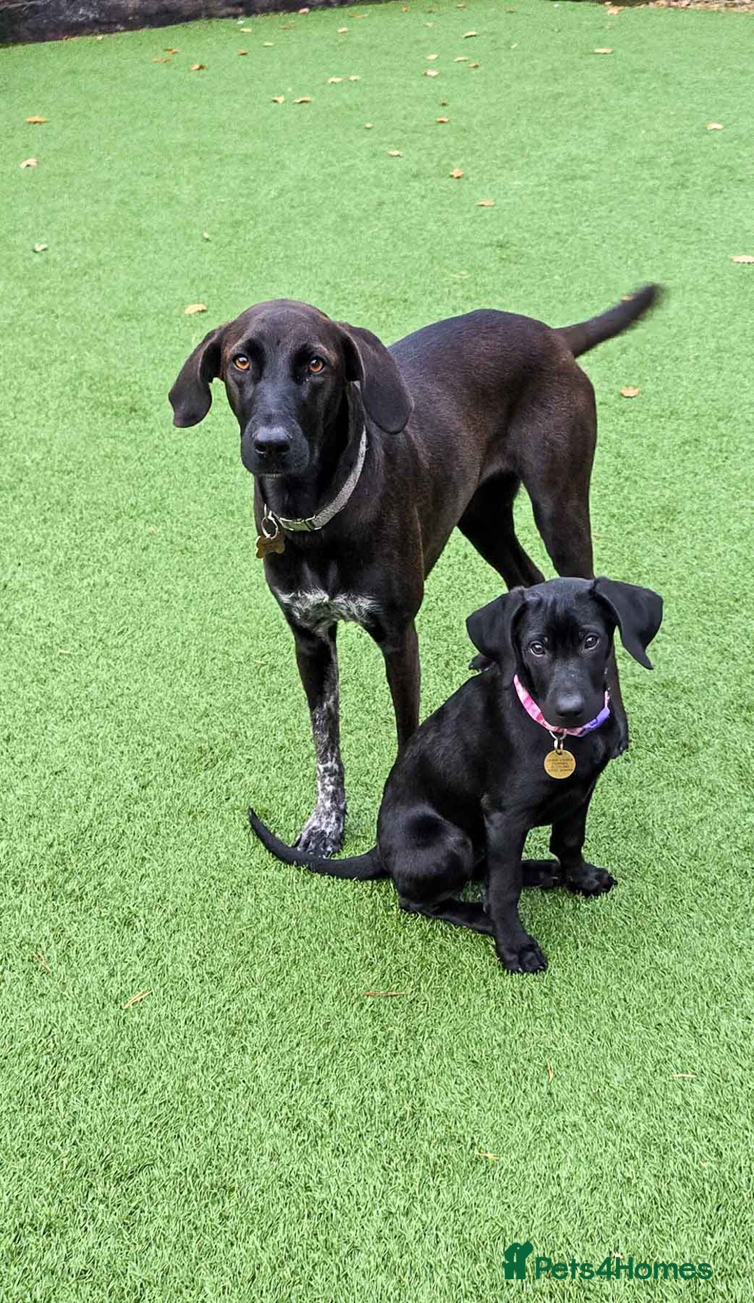 Mixed Breed dogs for adoption: Ms Bean - Image 14