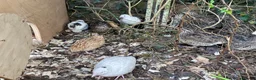 Quail poultry for sale: Coturnix quail see description for prices  - Advert 21