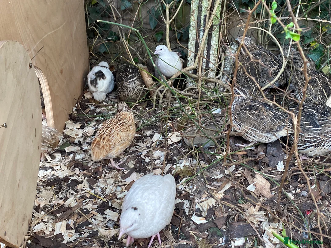 Quail poultry for sale: Coturnix quail see description for prices  - Advert 21