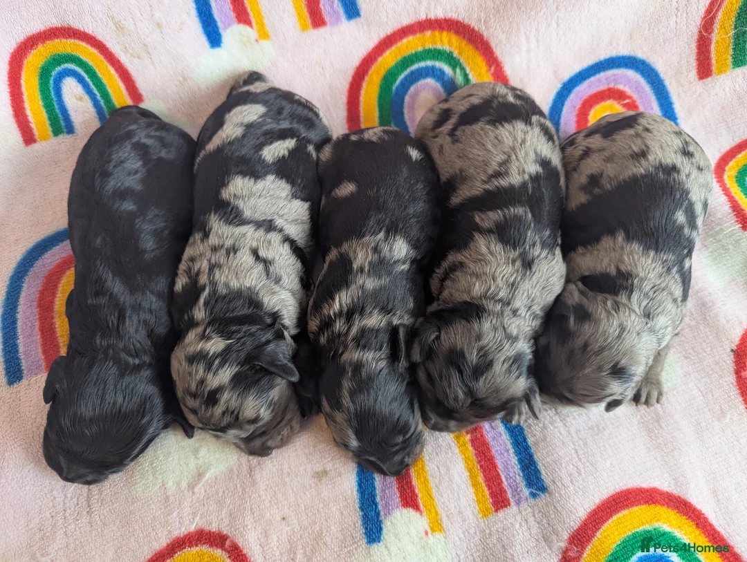 Cavapoo dogs for sale: DNA health tested Merle Cavapoos - Advert 15