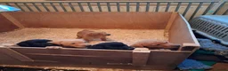 Labrador Retriever dogs for sale: Labrador fox Red and black puppies  - Advert 3