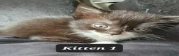 Mixed Breed cats for sale: 3 beautiful tux girls ready for new home - Advert 2