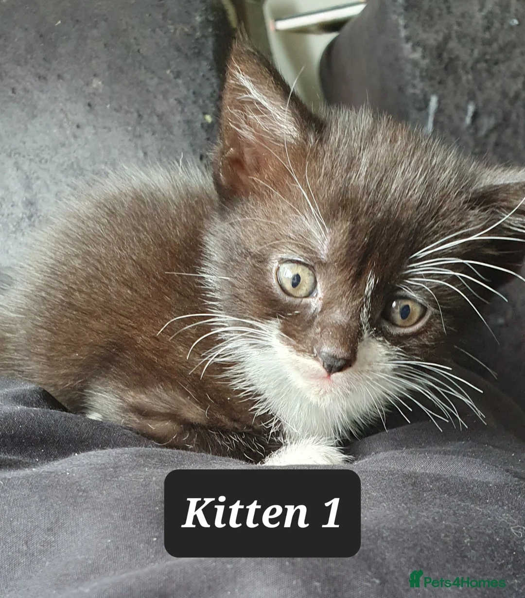 Mixed Breed cats for sale: 3 beautiful tux girls ready for new home - Advert 2