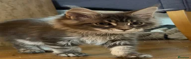 Maine Coon 2