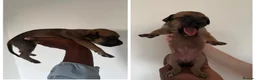 Mixed Breed dogs for sale: Malinois cross staffy  in London - Advert 11